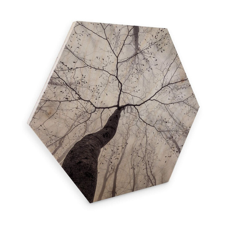 Hexagon - Holz Birke-Furnier Pavlasek - Ein Blick in die Baumkronen - WA274109