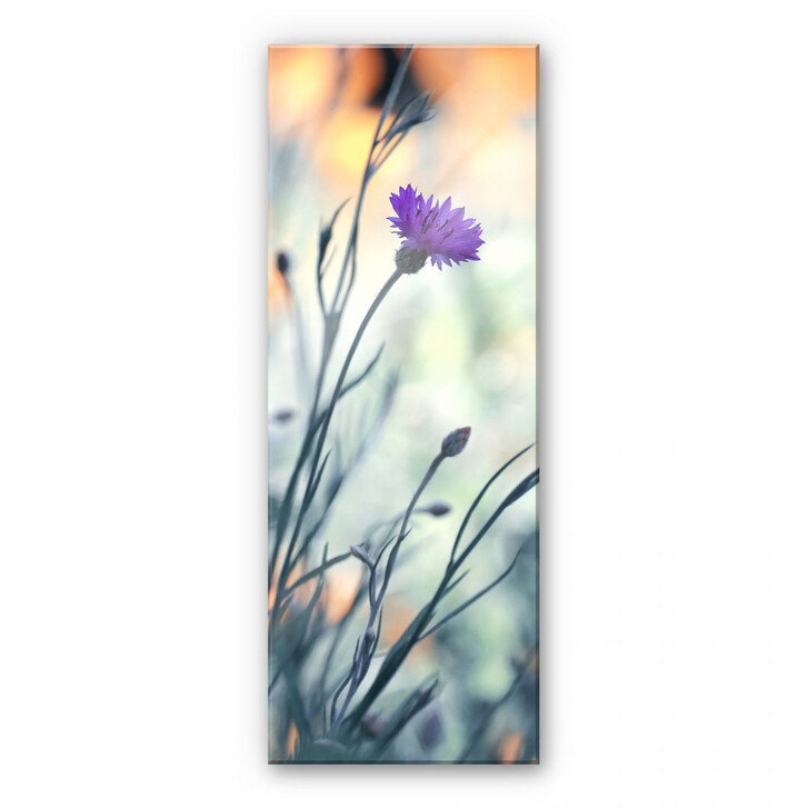 Acrylglasbild Bravin - Luminous purple - Panorama - WA107568