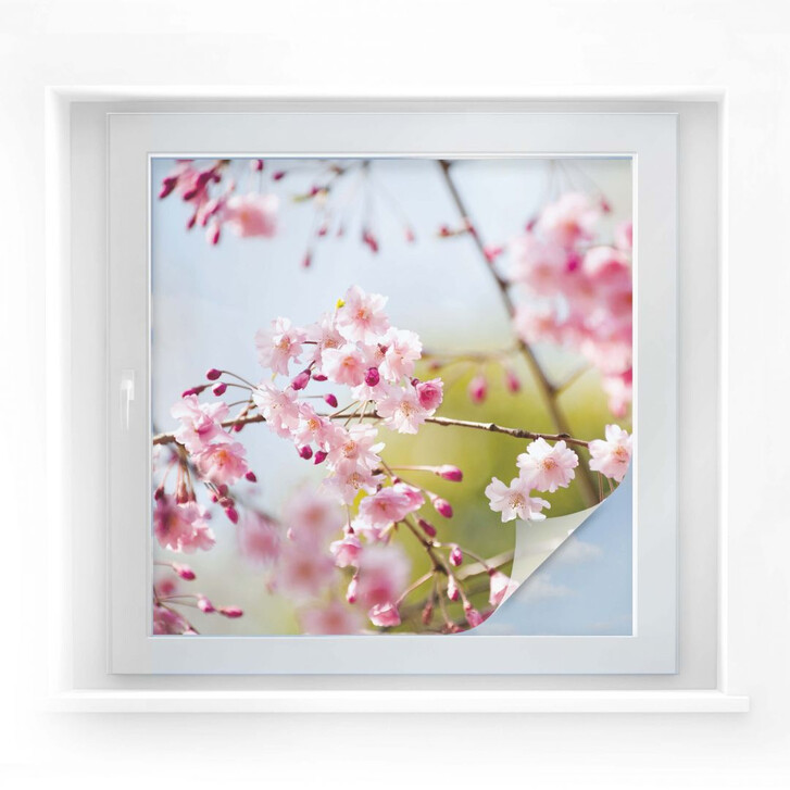 Sichtschutzfolie Cherry Blossoms - quadratisch - WA174476
