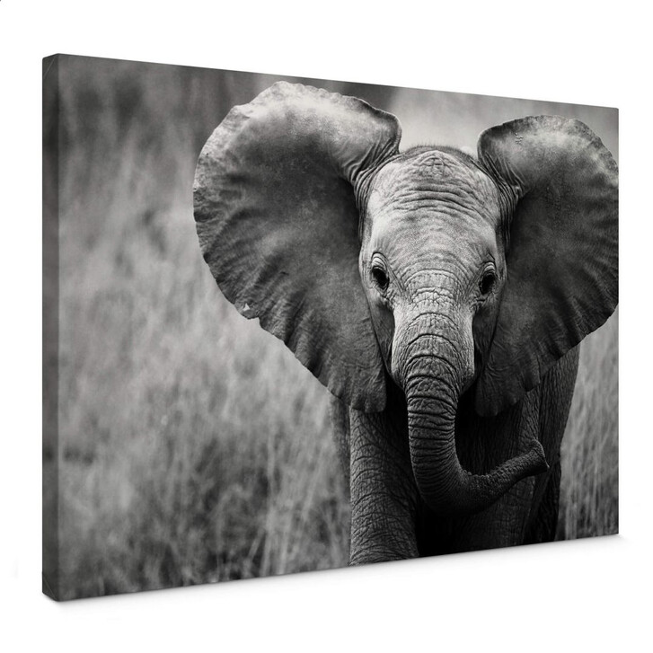 Leinwandbild Jumbo der kleine Elefant - WA140306