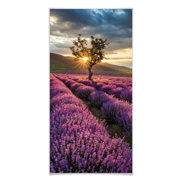 Poster Lavendelblüte in der Provence - Panorama - WA248167