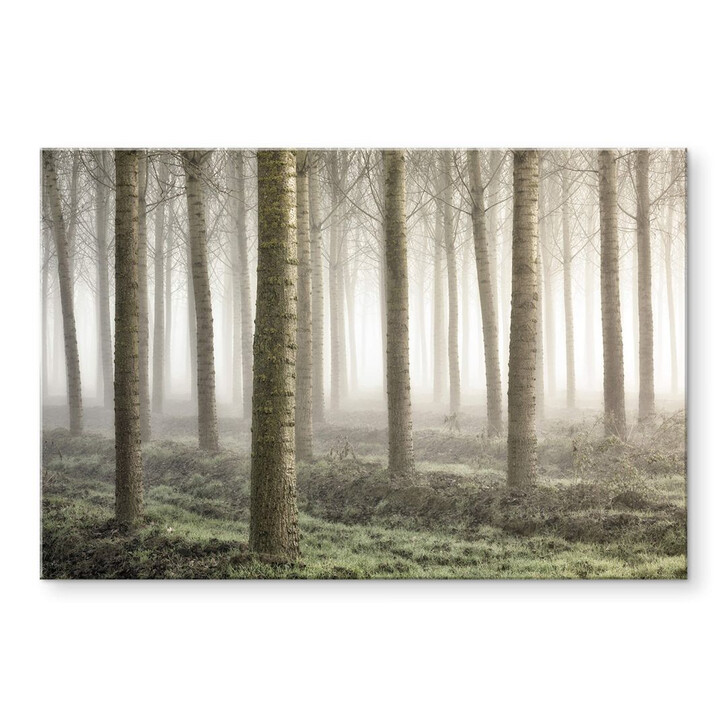 Acrylglasbild Carozzi - Märchenhafter Wald im Morgennebel - WA344412