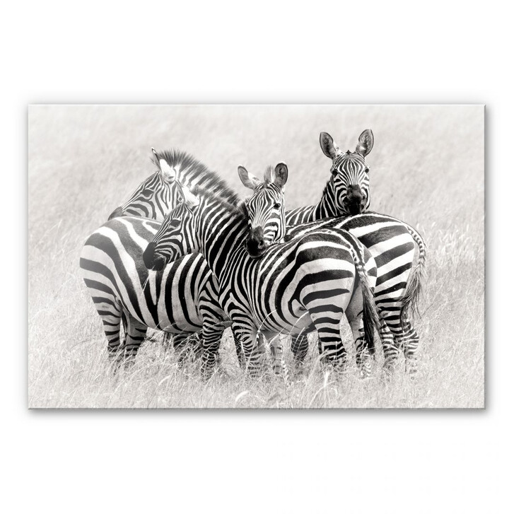 Acrylglasbild Trubitsyn - Zebras in der Savanne - WA111517