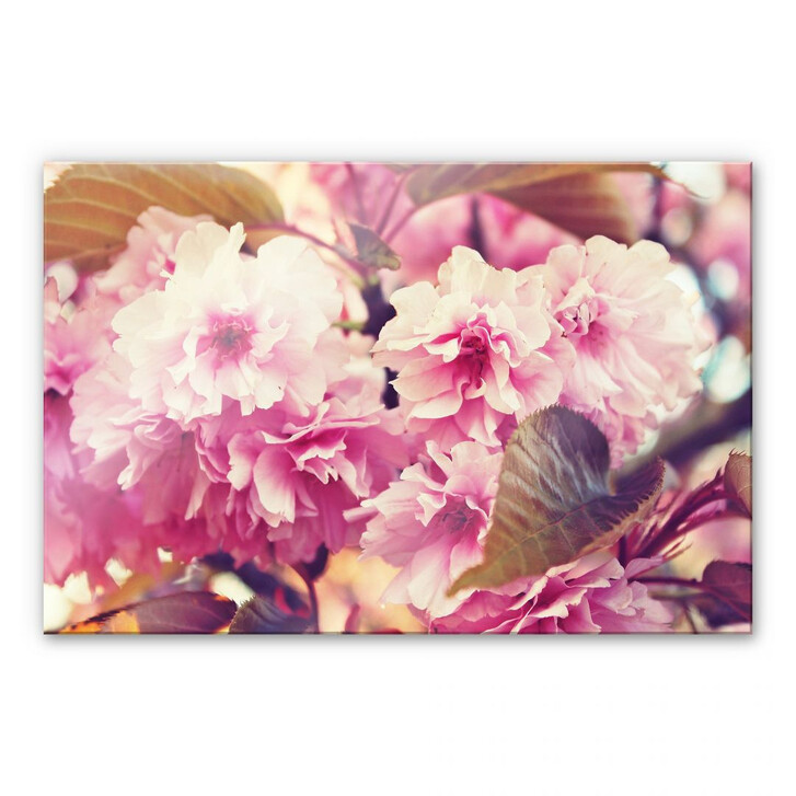 Acrylglasbild Vintage Kirschblüten - WA111663