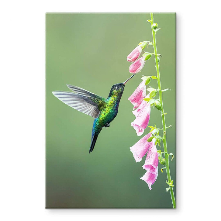 Glasbild van Duijn - Kolibri im rosa Blütenzauber - WA353038
