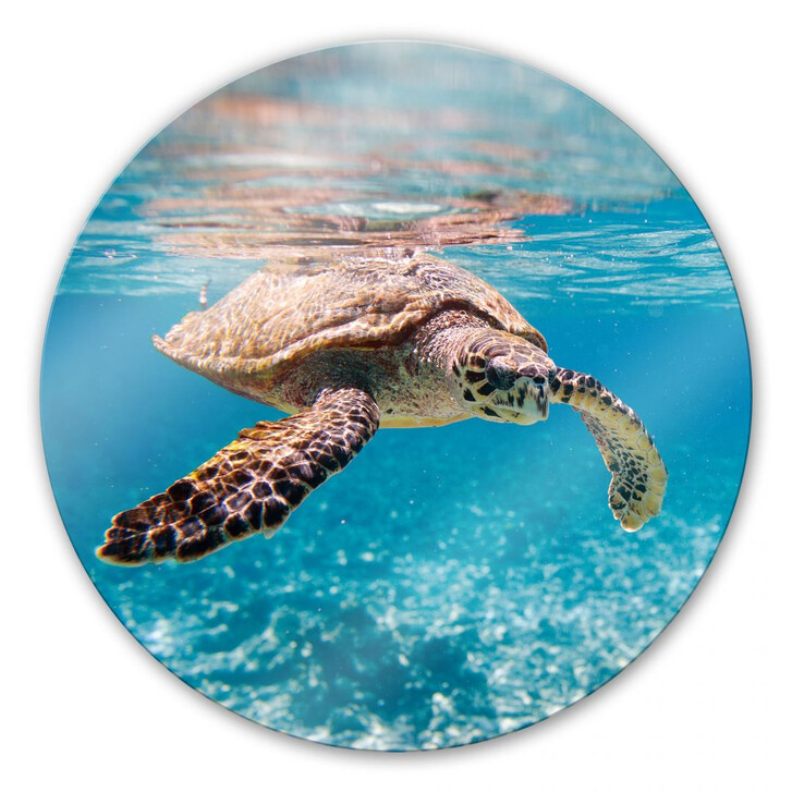 Glasbild Schildkröte auf Reisen - rund - WA127253
