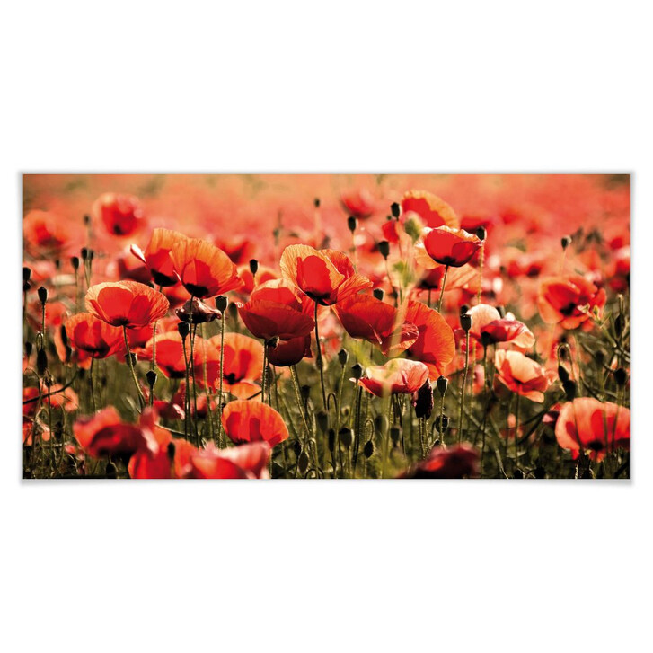 Poster Poppy Field - Panorama - WA248805