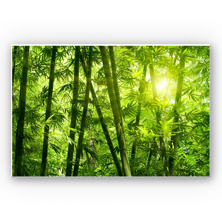 Wandbild Sonnenschein im Bambuswald - WA195586