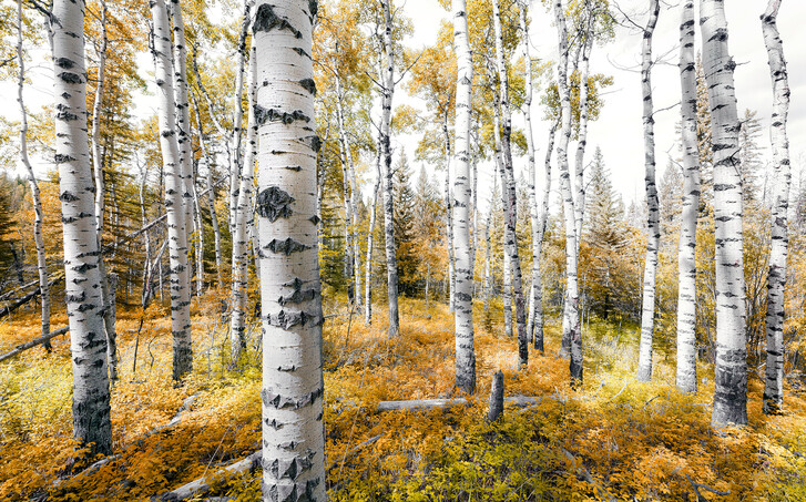 Digitaldrucktapete Colorful Aspenwoods - KOSHX9-015