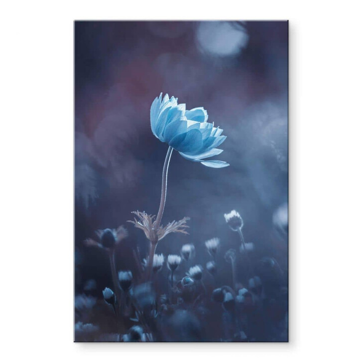 Acrylglasbild Bravin - Die blaue Blume - WA319414