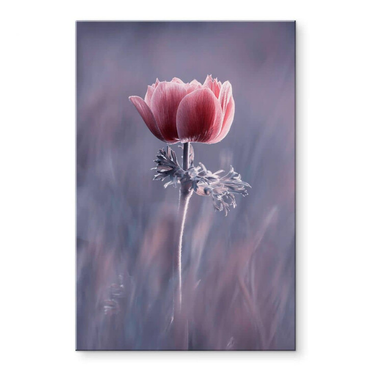 Acrylglasbild Bravin - Die rote Blume - WA325270