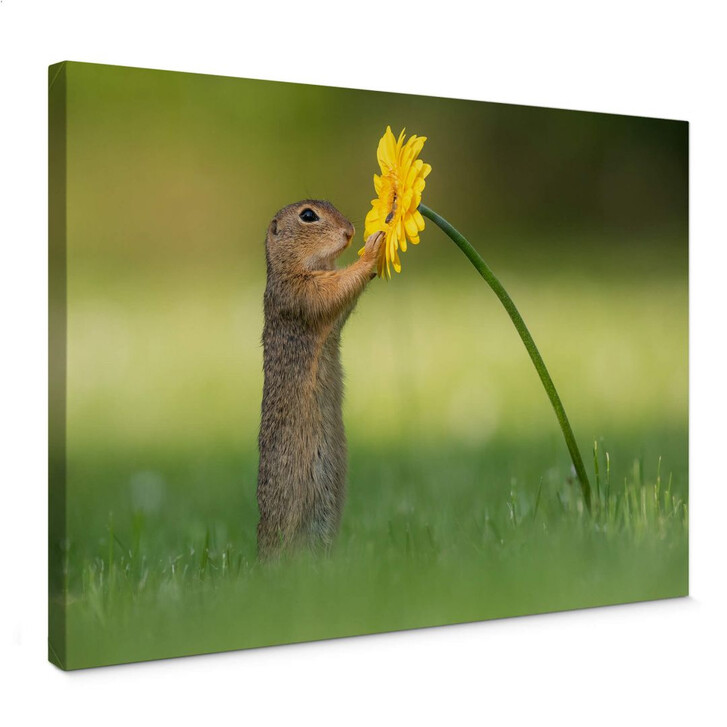Leinwandbild van Duijn - Erdhörnchen hält Blume - WA278481