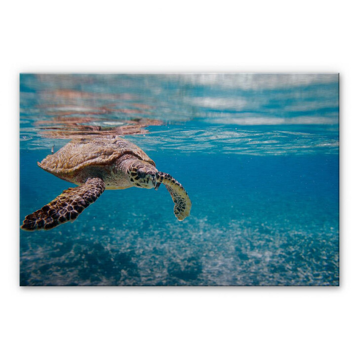 Alu-Dibond Bild Schildkröte auf Reisen - WA112540