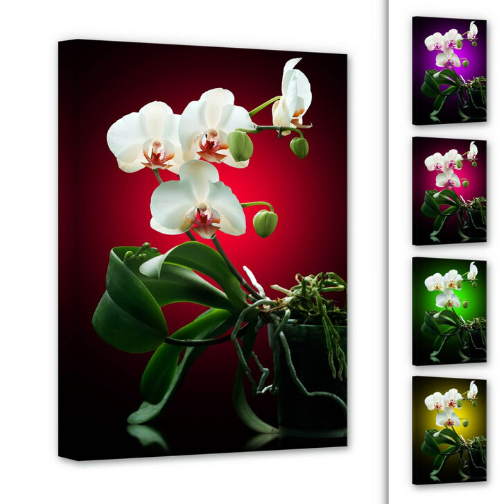 Leinwandbild Blütenpracht einer Orchidee - WA136933
