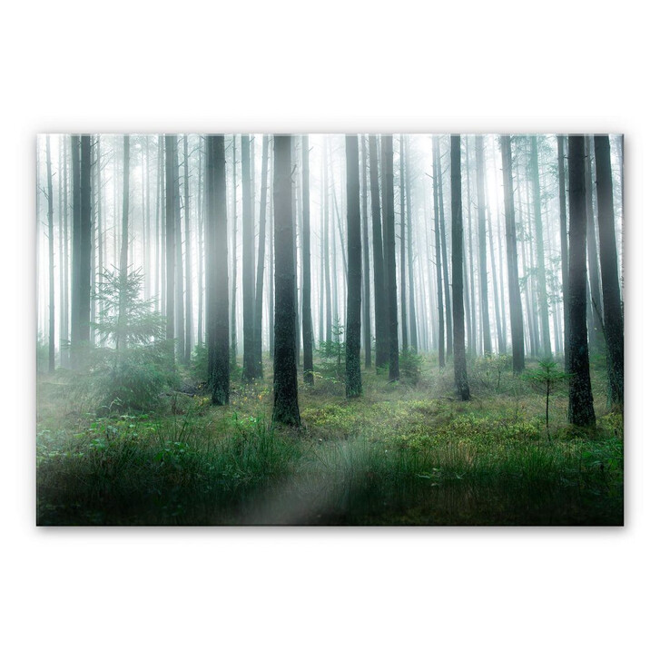 Acrylglasbild Lindsten - Im Wald - WA269639