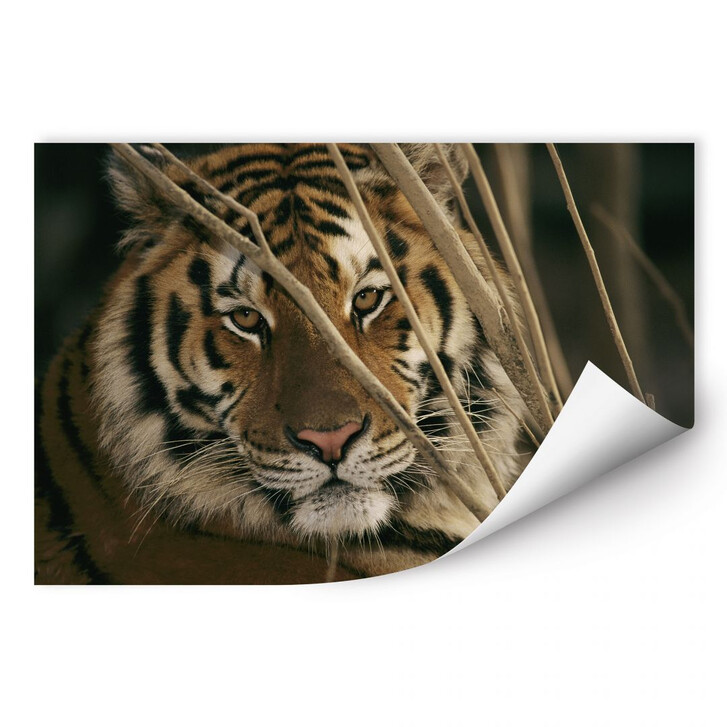 Wallprint NG Tiger - WA187124
