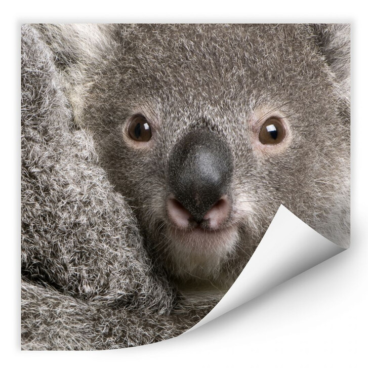 Wallprint Cuddly Koala - WA182842
