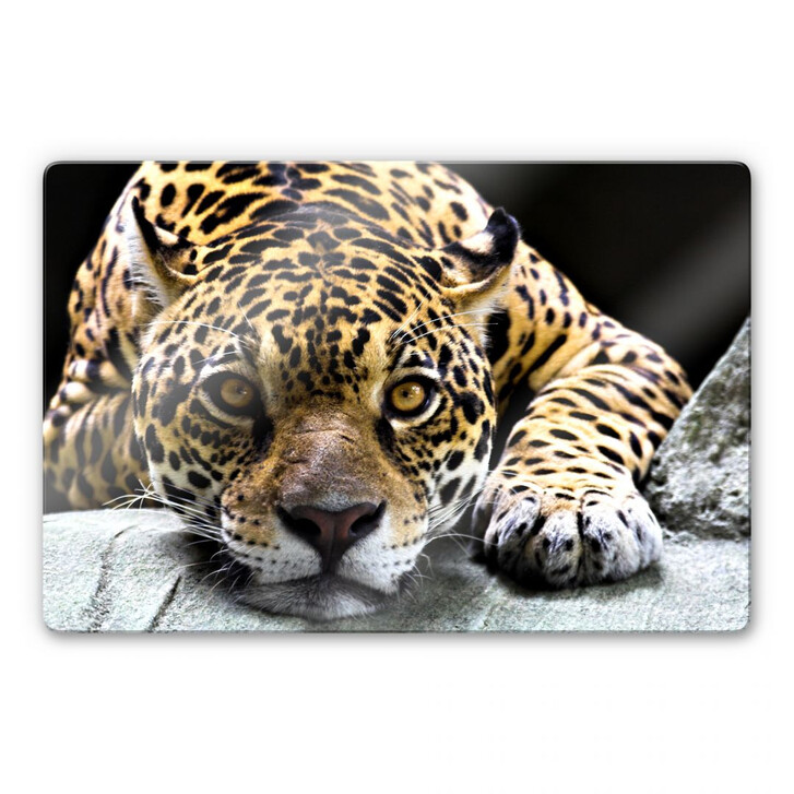 Glasbild Jaguar - WA123831