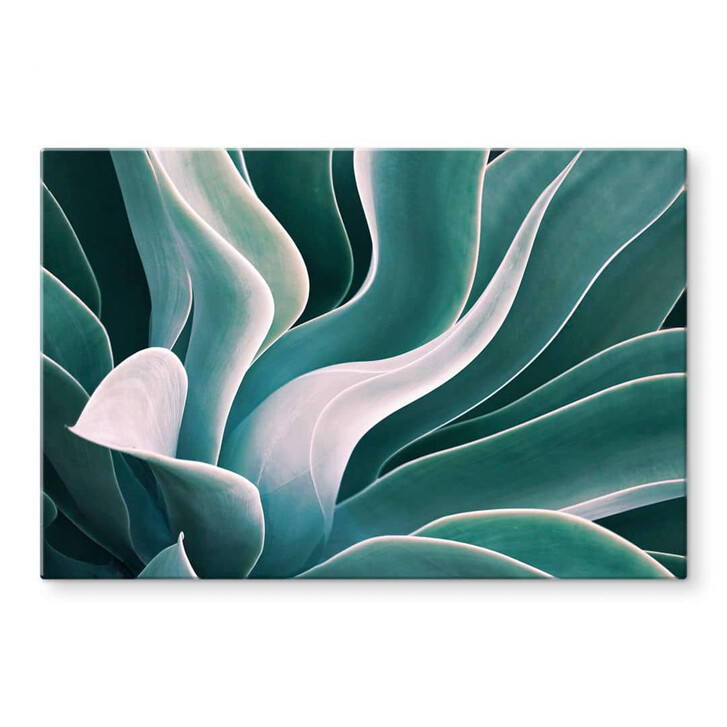 Glasbild Wechsler - Agave Pflanze im Morgenlicht - WA352964