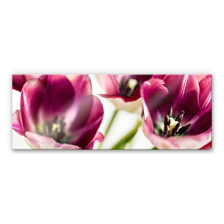 Acrylglasbild Bsmart - Tulips - WA230181