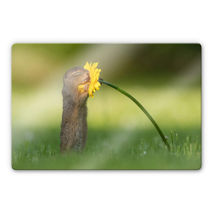 Glasbild van Duijn - Erdhörnchen riecht an Blume - WA272553