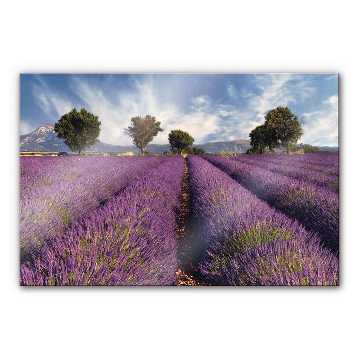 Acrylglasbild Lavendelfeld - WA109421