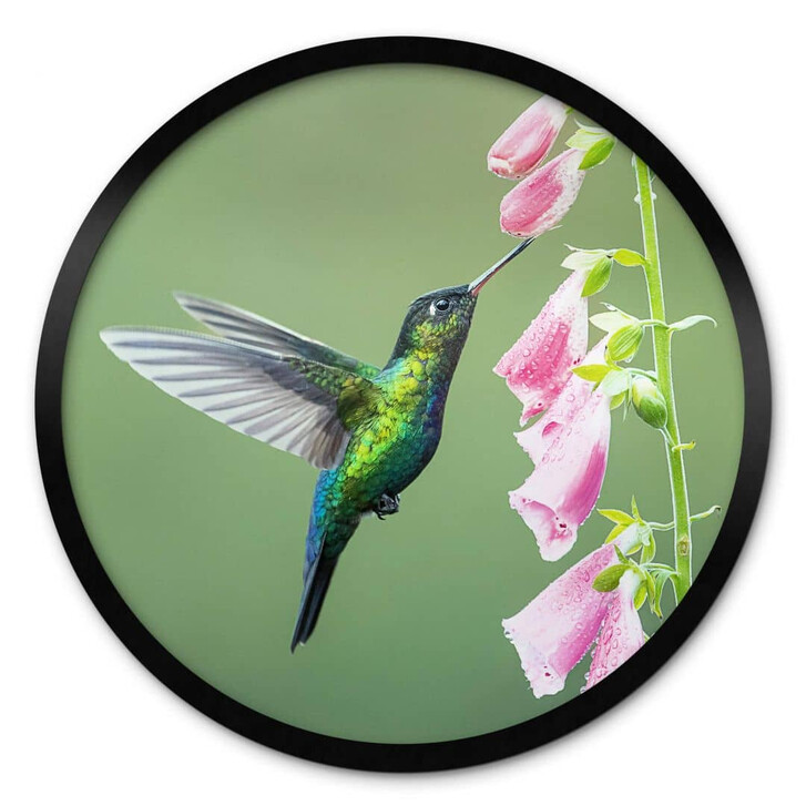 Poster van Duijn - Kolibri im rosa Blütenzauber - Rund - WA356332