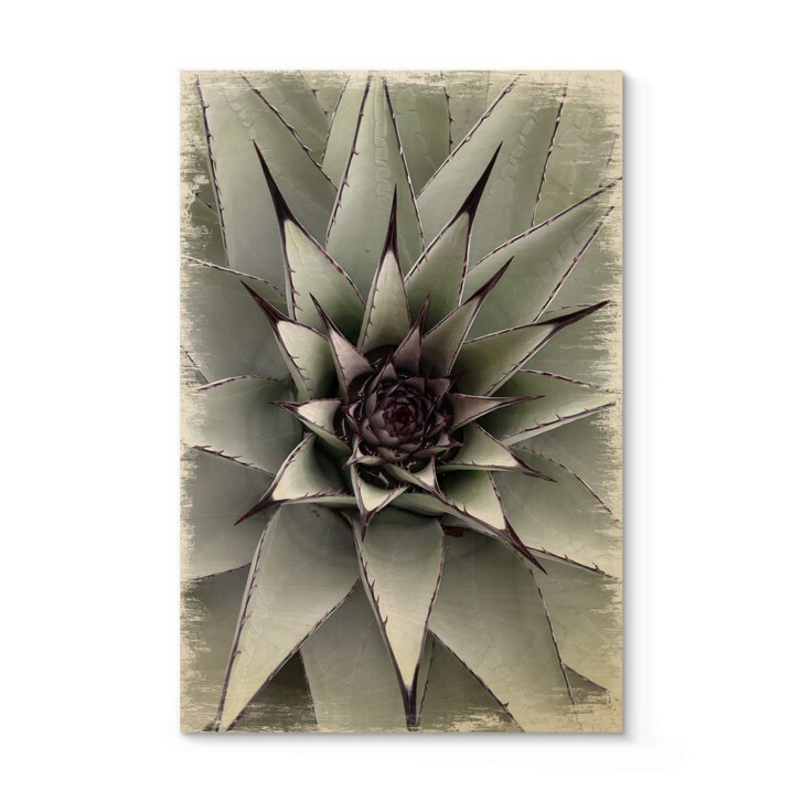 Holzposter Agave 01 - WA299859