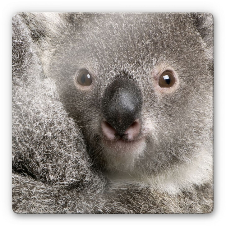 Glasbild Cuddly Koala - WA122056
