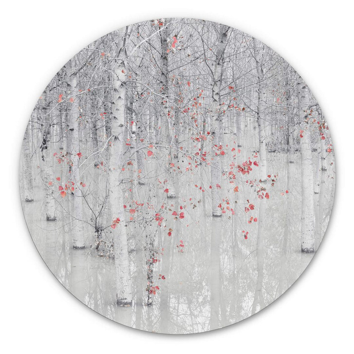 Wandbild Carozzi - Weisser Birkenwald mit roten Blättern - Alu-Dibond Rund - WA350697