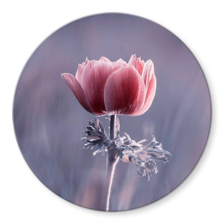 Glasbild Bravin - Die rote Blume - Rund - WA326289