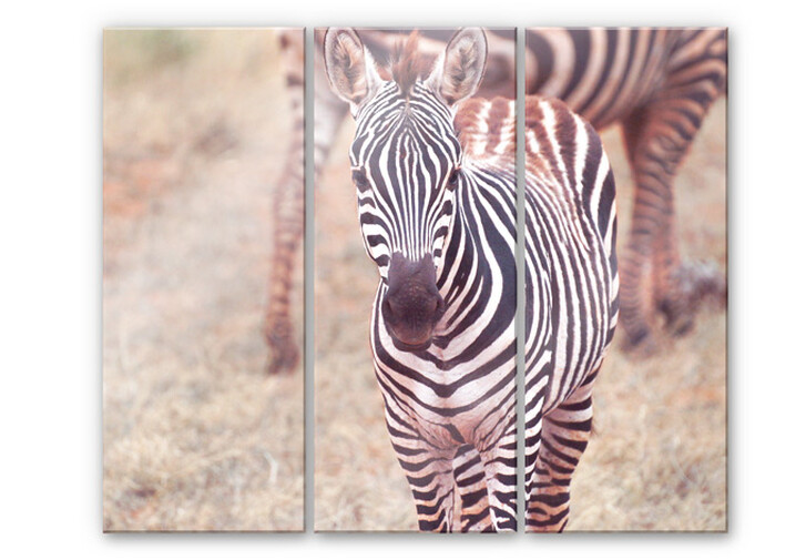 Acrylglasbild Zebra Fohlen (3-teilig) - WA111958