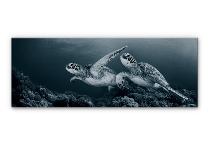 Alu-Dibond Bild Narchuk - Zwei Schildkröten auf Reisen - WA112912