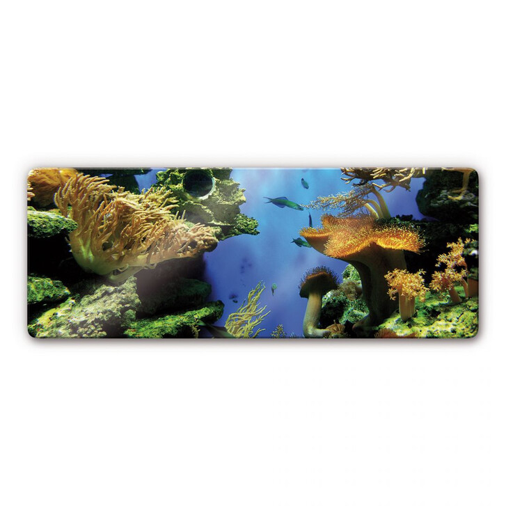 Glasbild Korallenriff Panorama - WA124184